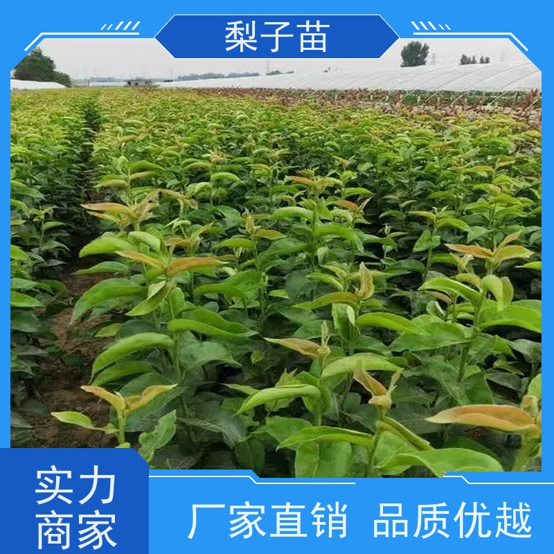 春丰苗木5公分优质供应植株健壮梨苗袋装树苗