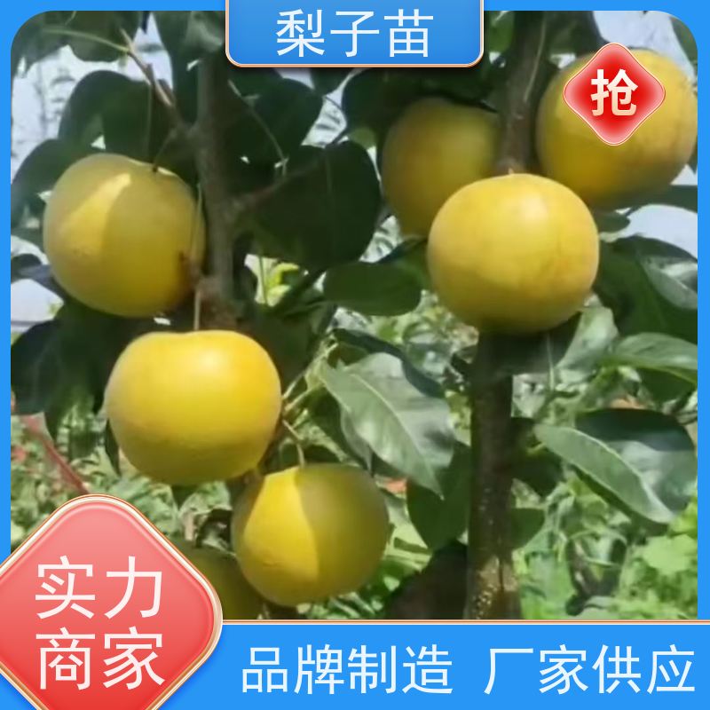 春丰苗木7公分梨苗大树量大从优树形优美 成活率高
