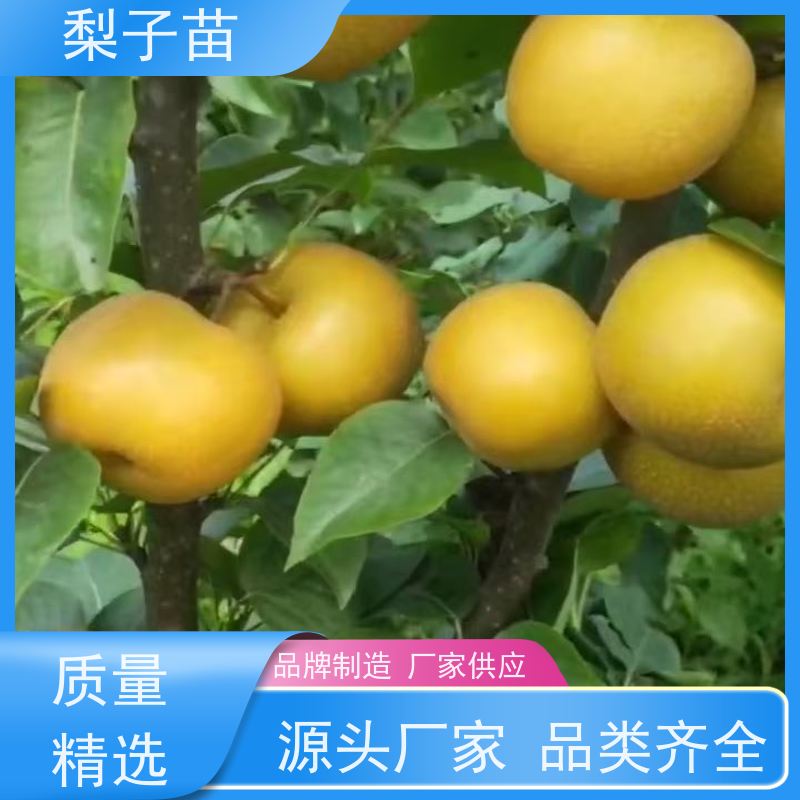 春丰苗木根系发达适应能力强2公分梨苗嫁接苗子