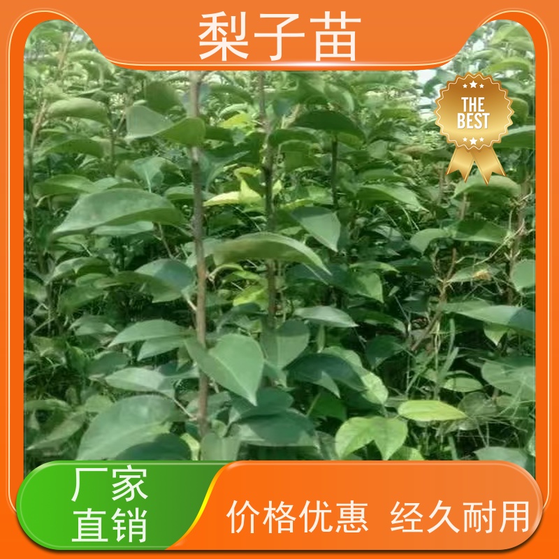 春丰苗木基地自销品种优良8公分梨苗袋装苗子