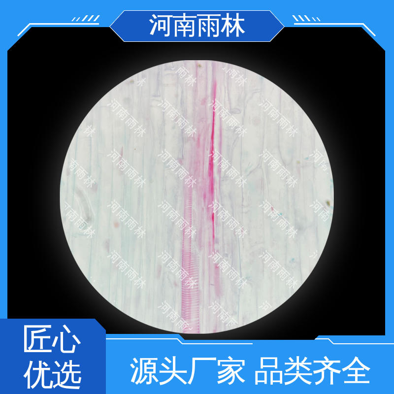 品质优良 厂家销售 性价比高 显微标本 雨林教育