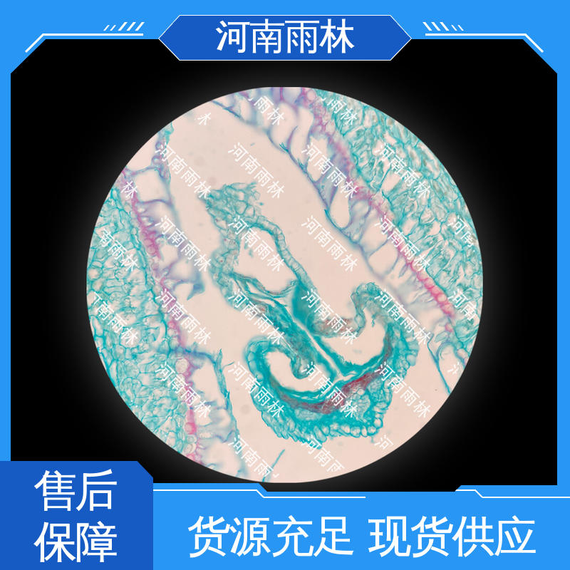 雨林 可后期加工 实验标本 个性化定做 一对一质检