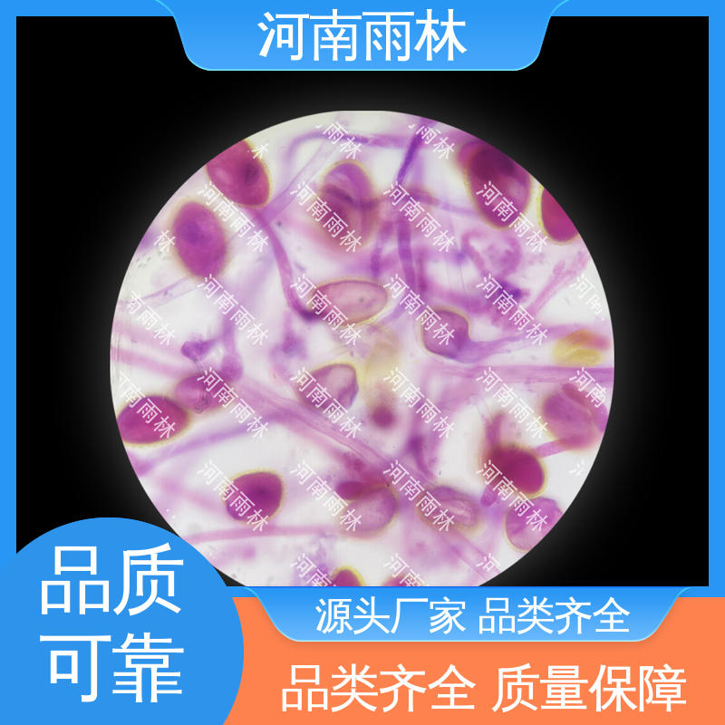 雨林教育工程 厂家销售 切片安全 可提供材料 病害标本