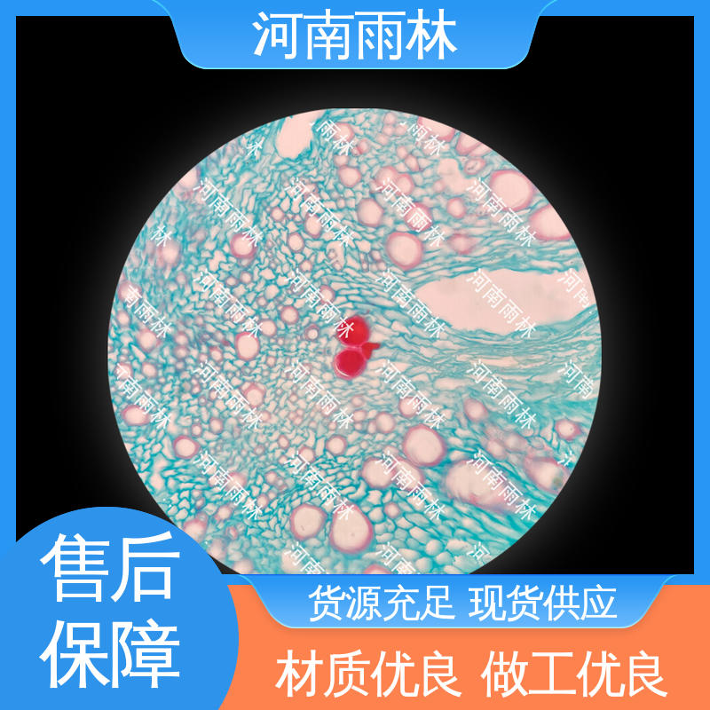 显微切片 细胞清晰 厂家销售 售后无忧 雨林教育工程