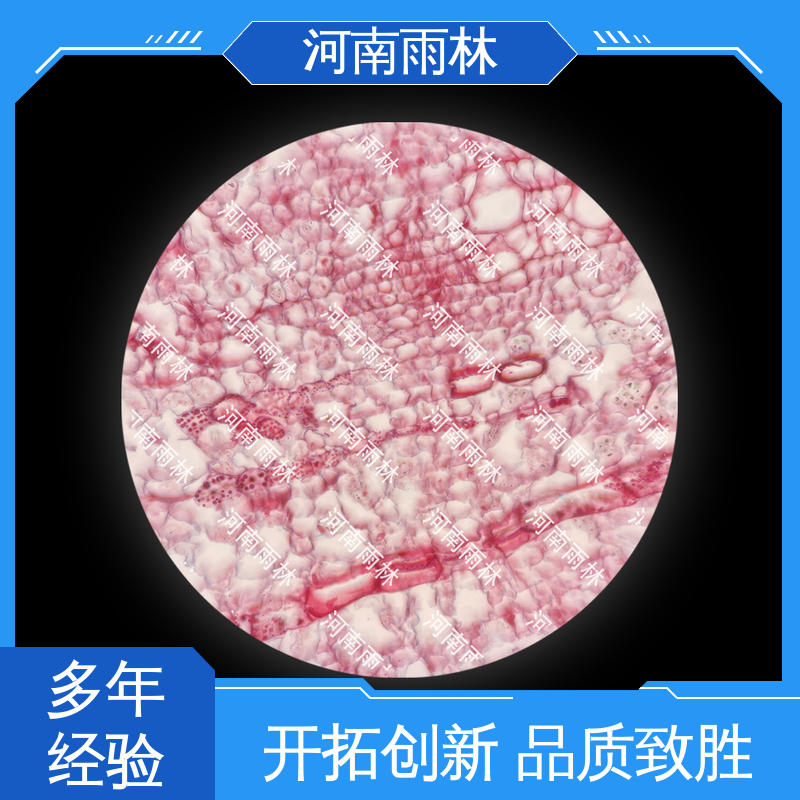 雨林教育工程 植物标本 质量保障 性价比高 源头工厂