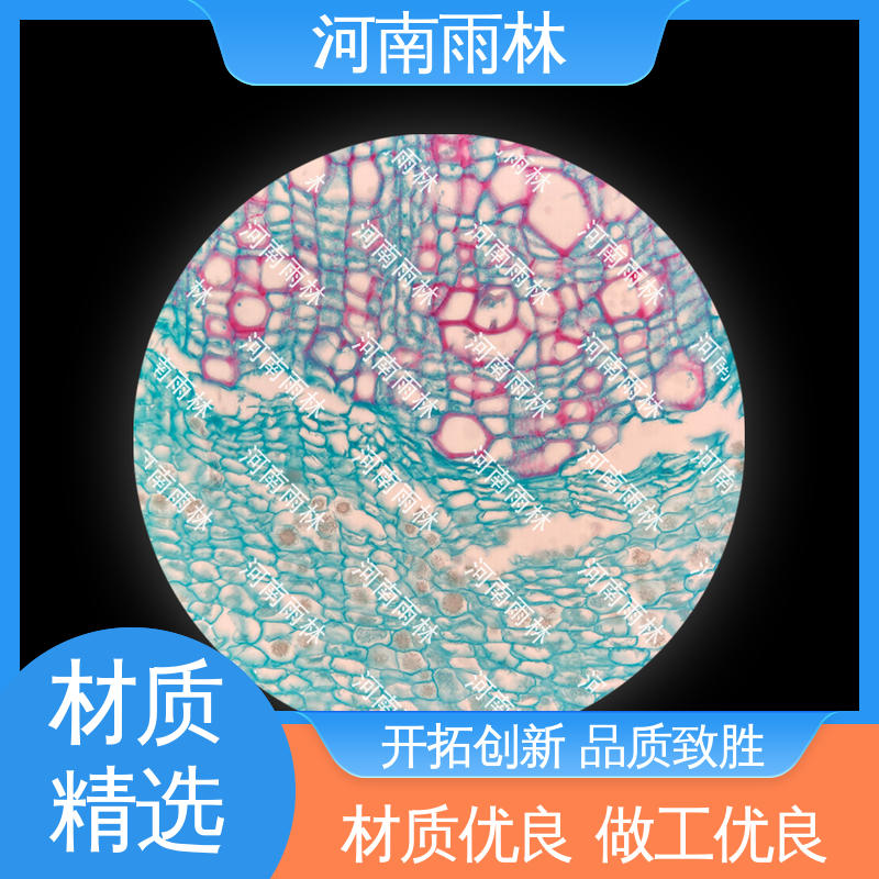雨林教育工程 各类标本 品质优良 可提供材料 个性化定做