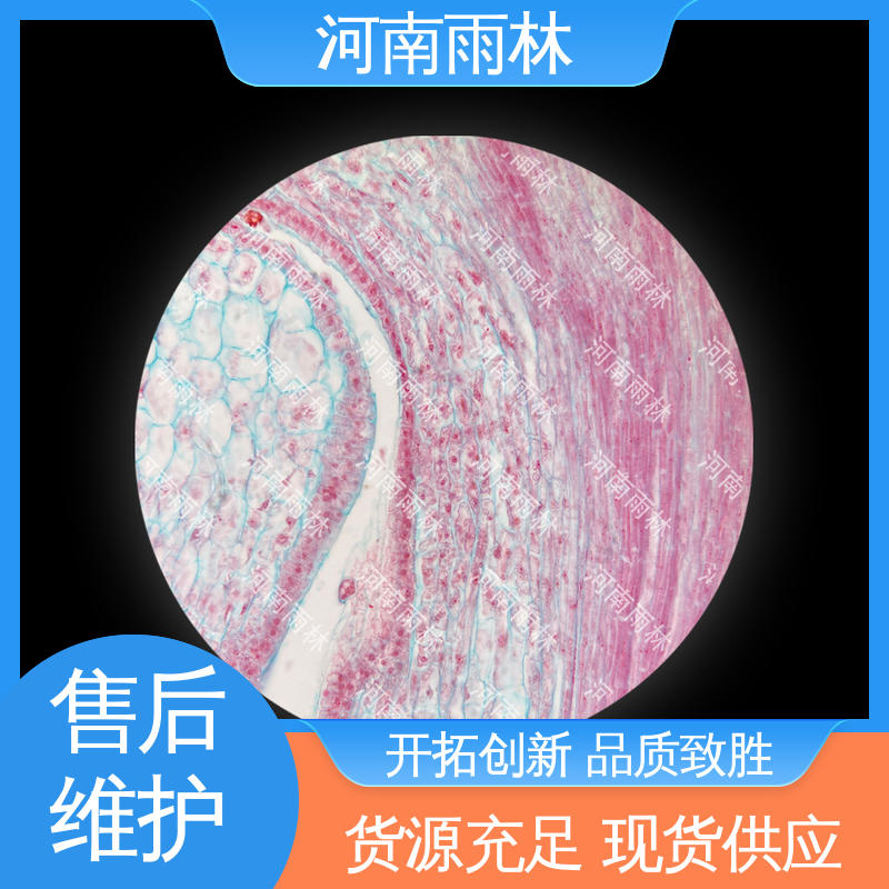 雨林教育 实验标本 源头工厂 品质优良 可后期加工