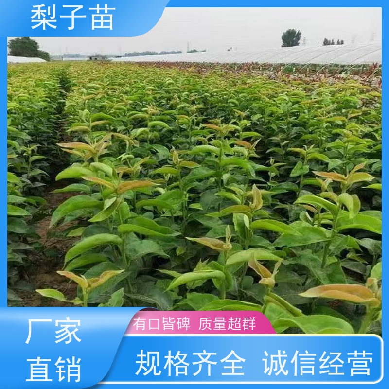 春丰苗木品种优良基地直供梨苗容器树苗5公分