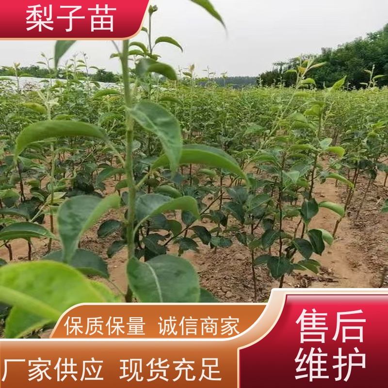 春丰苗木5公分梨苗嫁接苗子根系发达全国发货