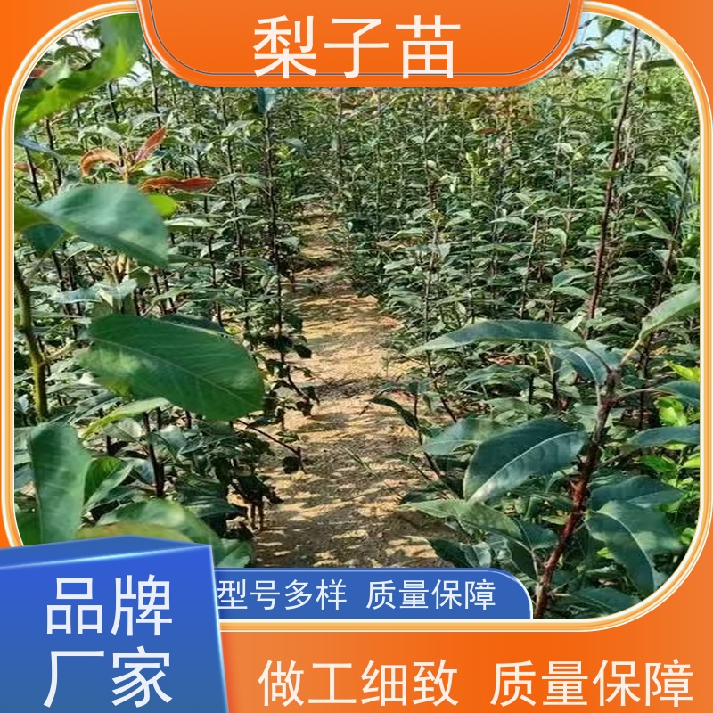 春丰苗木提供种植技术经验优质供应5公分梨苗大树