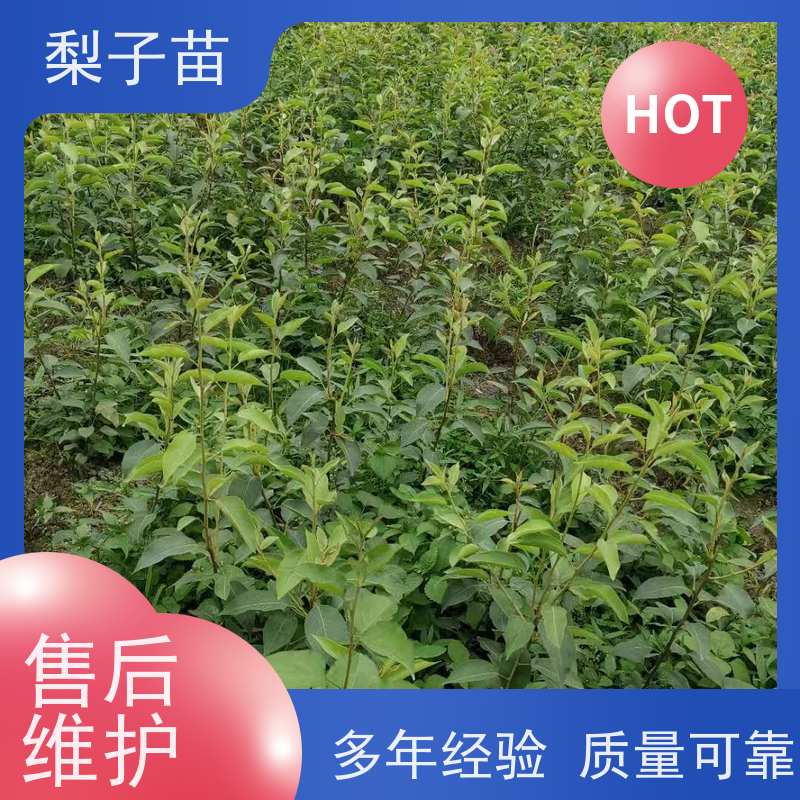 春丰苗木5公分树形优美嫁接新品种梨苗土球树苗