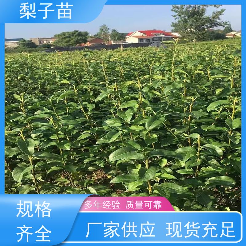 春丰苗木植株健壮适应能力强2公分梨苗容器苗