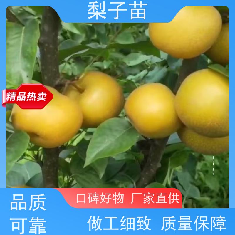 春丰苗木提供种植技术经验2公分梨苗树子树形优美