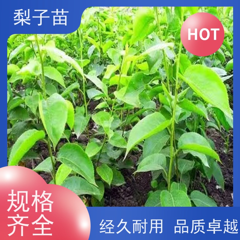 春丰苗木嫁接新品种优质供应梨苗袋装苗2公分