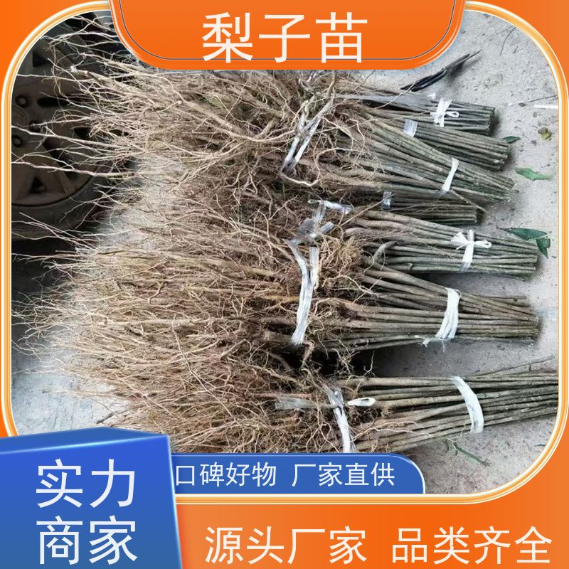 春丰苗木适应能力强量大从优梨苗容器树苗5公分
