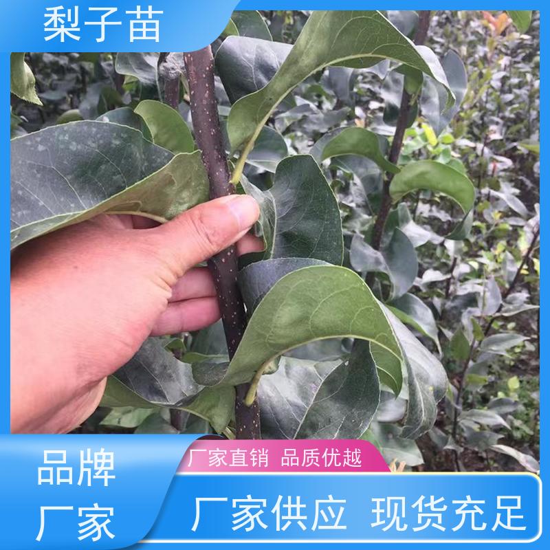 春丰苗木基地自销适应能力强梨苗树苗子8公分