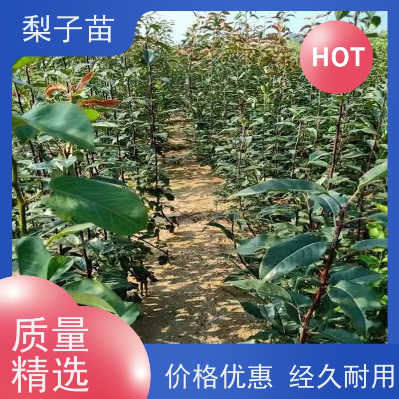 春丰苗木梨苗土球苗专业苗圃基地 植株健壮8公分