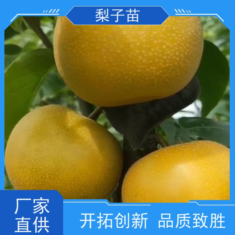 春丰苗木7公分盆栽地栽提供种植技术经验梨苗苗子