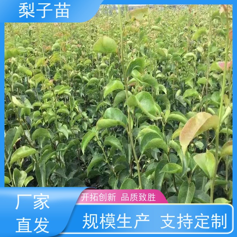 春丰苗木梨苗大树树形优美 成活率高现挖现发7公分