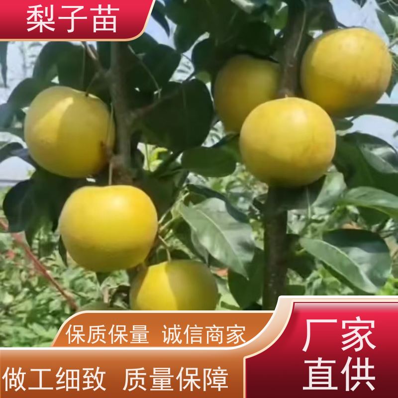 春丰苗木规格齐全5公分梨苗观赏树苗优质供应