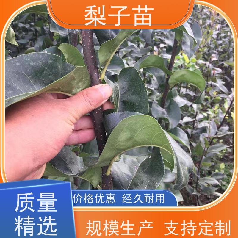 春丰苗木优质供应提供种植技术经验梨苗袋装树苗7公分