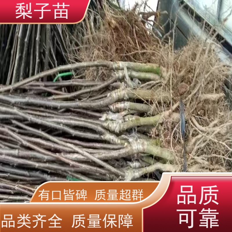 春丰苗木7公分提供种植技术经验梨苗苗子专业苗圃基地 