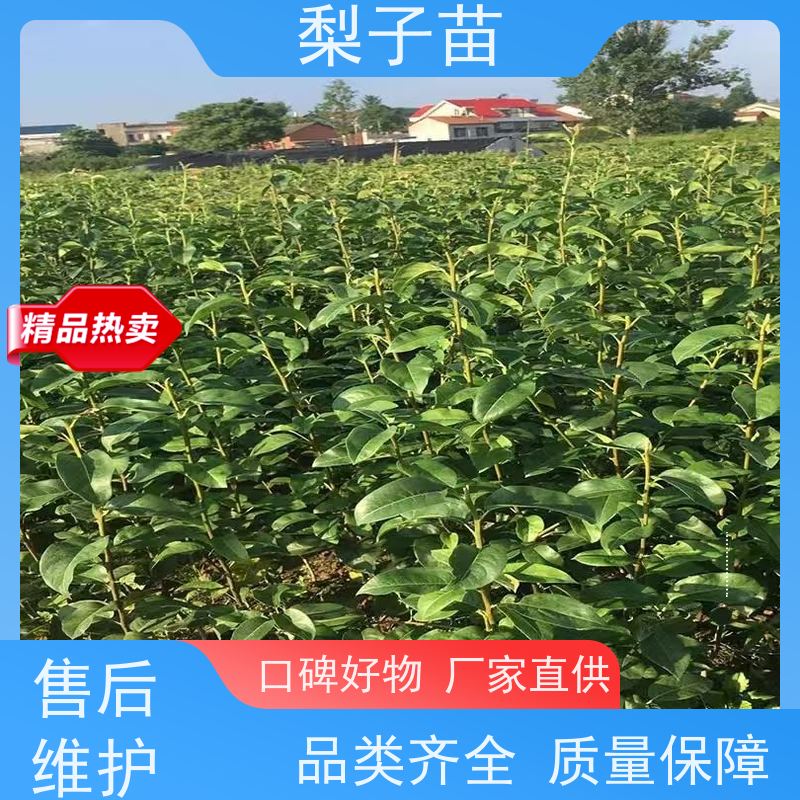 春丰苗木树形优美嫁接新品种梨苗容器苗7公分
