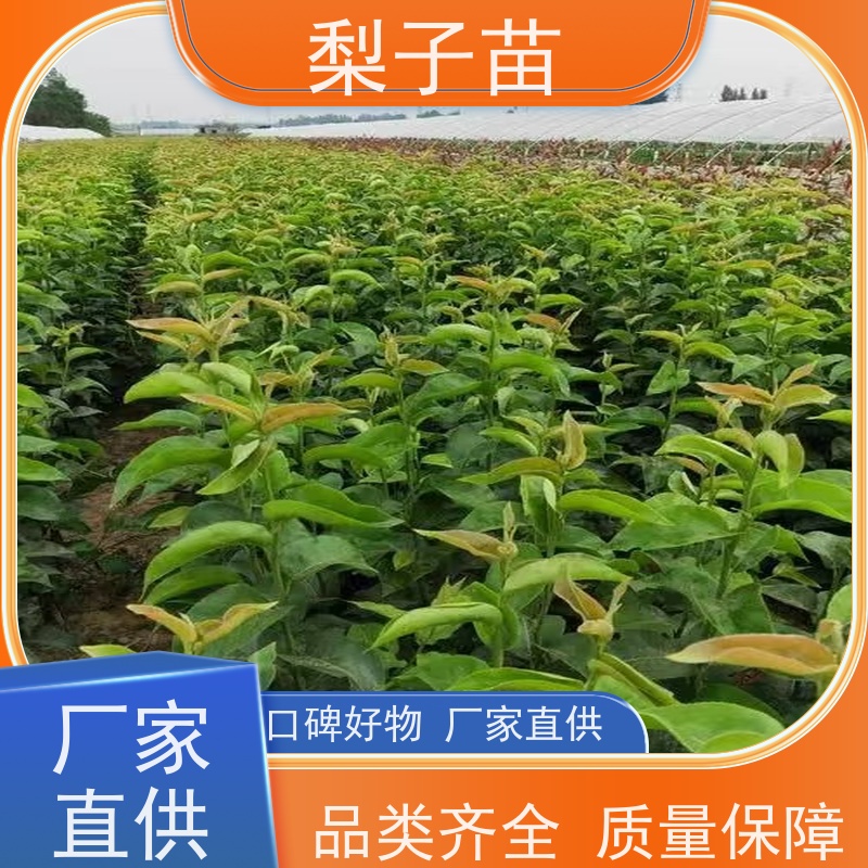 春丰苗木专业苗圃基地 现挖现发梨苗大树2公分