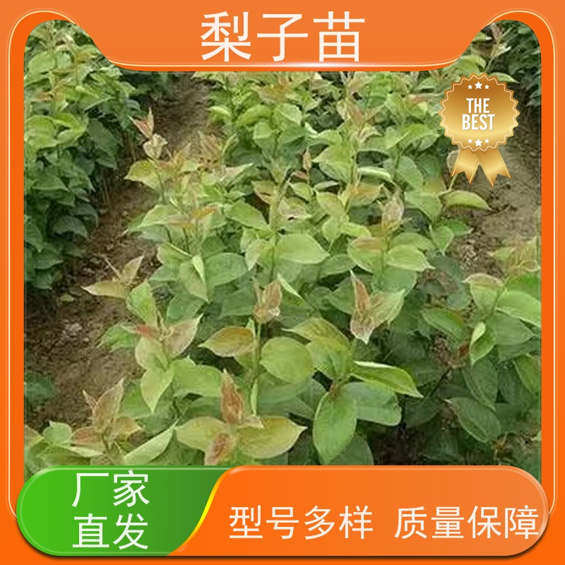春丰苗木优质供应提供种植技术经验梨苗树子8公分