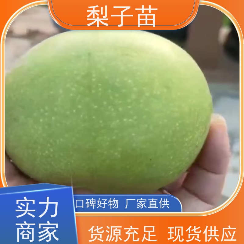 春丰苗木2公分梨苗容器苗嫁接新品种专业苗圃基地 