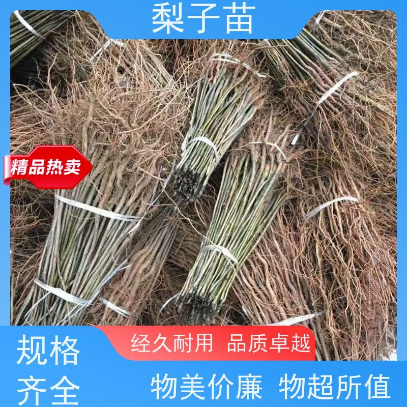 春丰苗木树形优美 成活率高植株健壮梨苗土球苗5公分