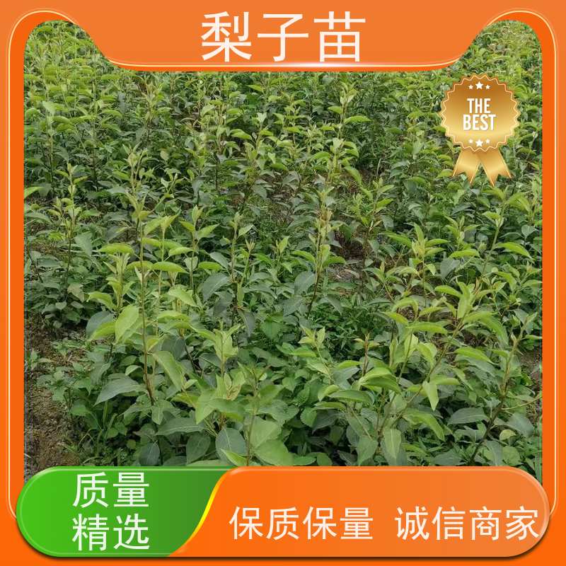 春丰苗木树形优美 成活率高基地直供梨苗容器苗8公分
