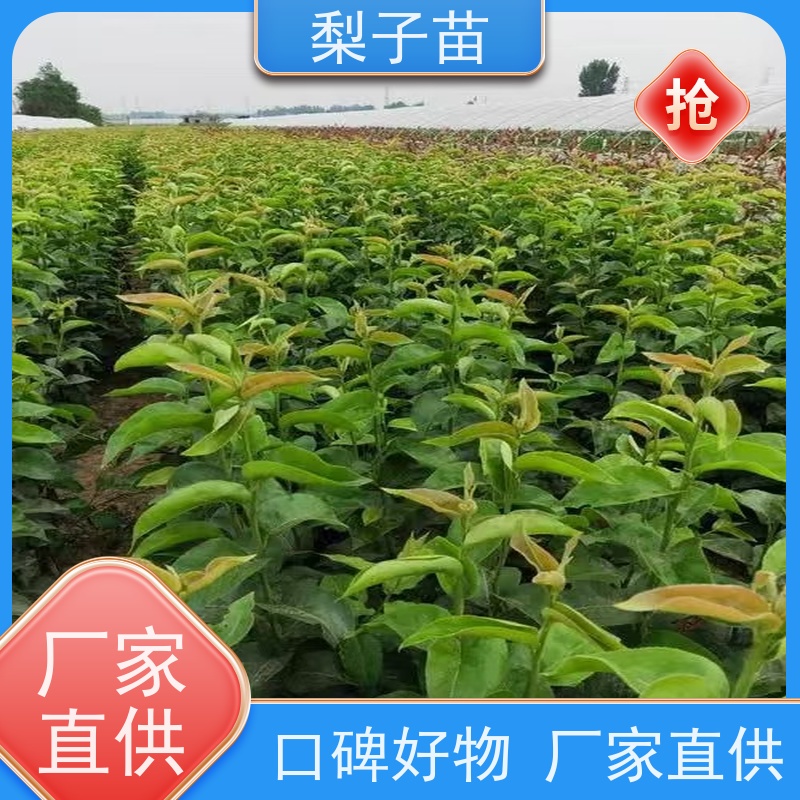 春丰苗木优质供应植株健壮梨苗嫁接树苗8公分