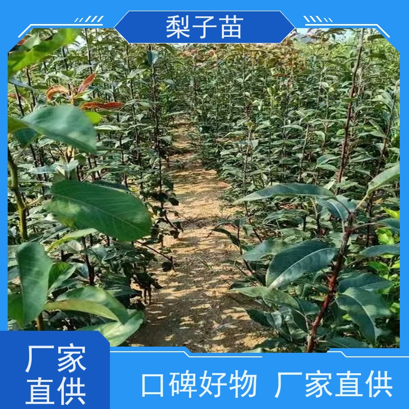 春丰苗木优质供应品种多样梨苗嫁接苗子7公分