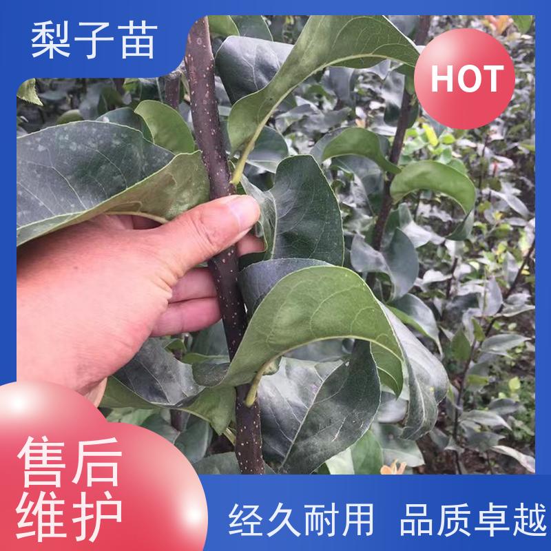 春丰苗木提供种植技术经验优质供应5公分梨苗实生苗
