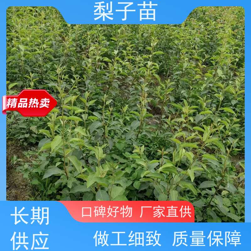 春丰苗木梨苗土球树苗盆栽地栽规格齐全8公分