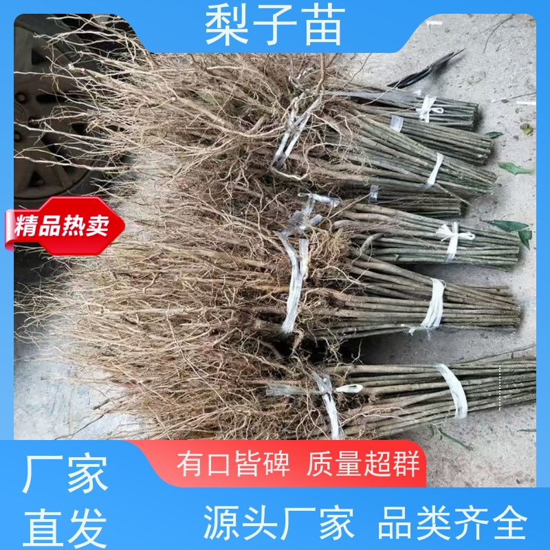春丰苗木7公分嫁接新品种梨苗土球苗优质供应
