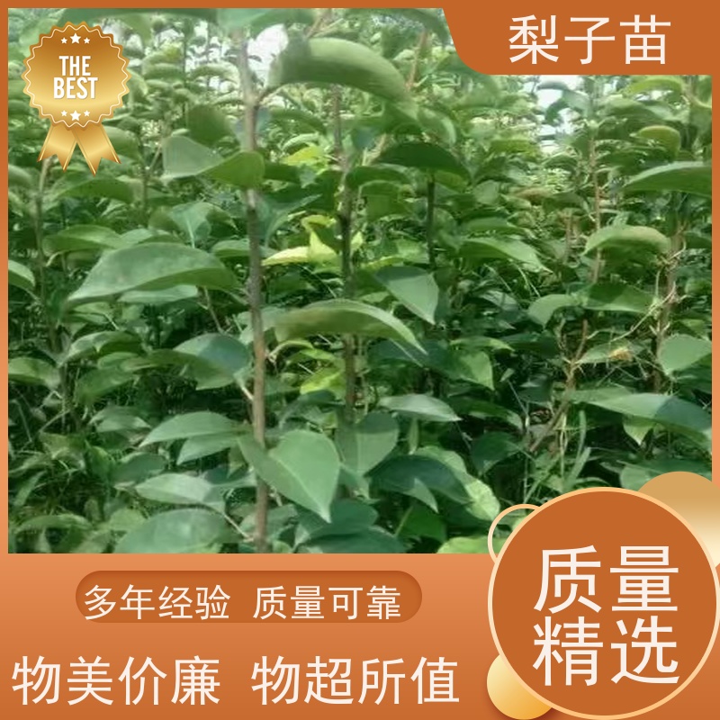 春丰苗木品种多样树形优美 成活率高8公分梨苗嫁接树苗