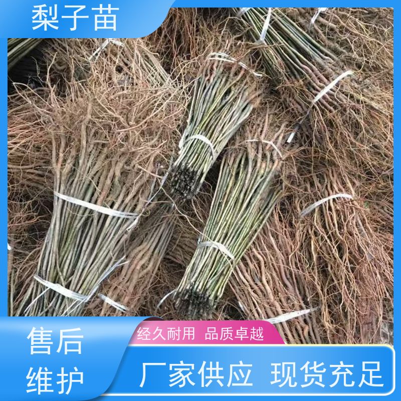 春丰苗木现挖现发梨苗小树专业苗圃基地 7公分
