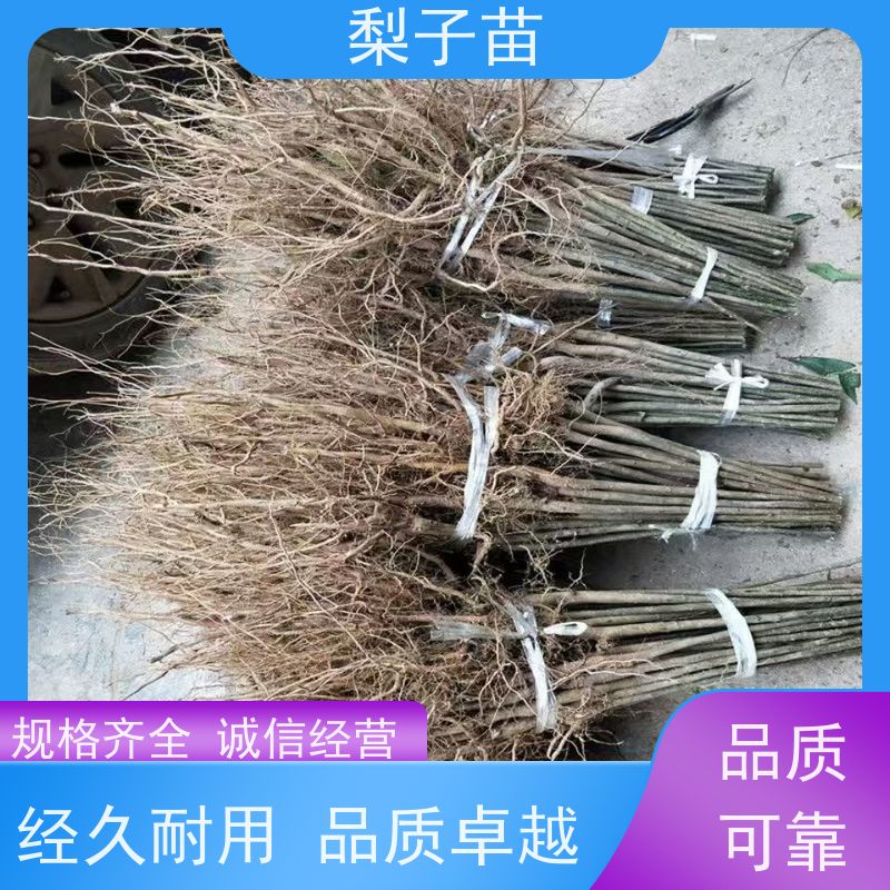 春丰苗木树形优美现挖现发梨苗土球树苗8公分