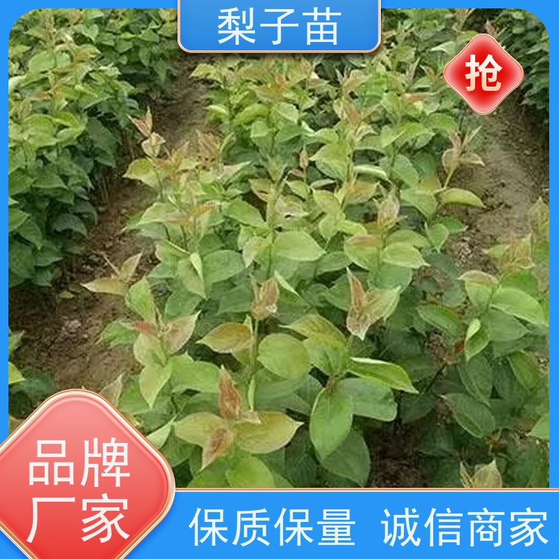 春丰苗木嫁接新品种专业苗圃基地 5公分梨苗容器树苗