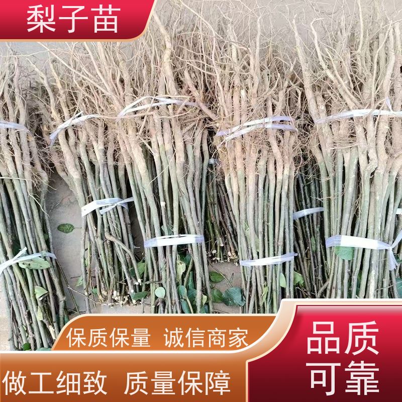 春丰苗木品种优良规格齐全梨苗袋装苗子7公分
