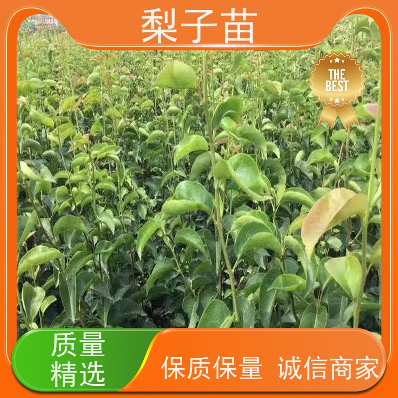 春丰苗木梨苗实生苗价格实惠提供种植技术经验5公分