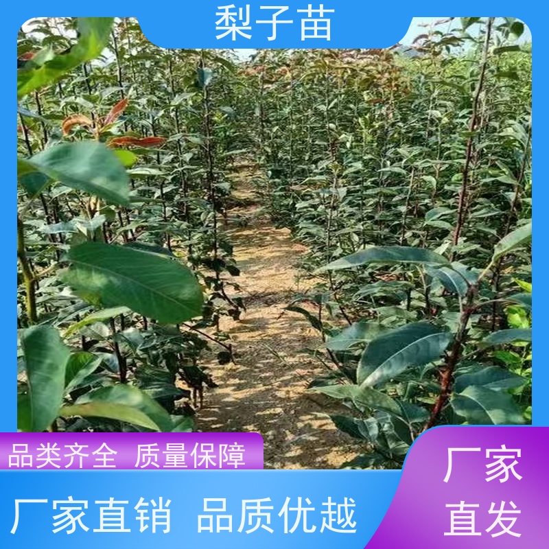 春丰苗木2公分梨苗盆景提供种植技术经验树形优美
