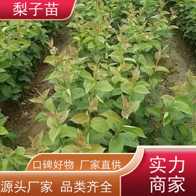 春丰苗木品种优良量大从优梨苗景观树苗5公分
