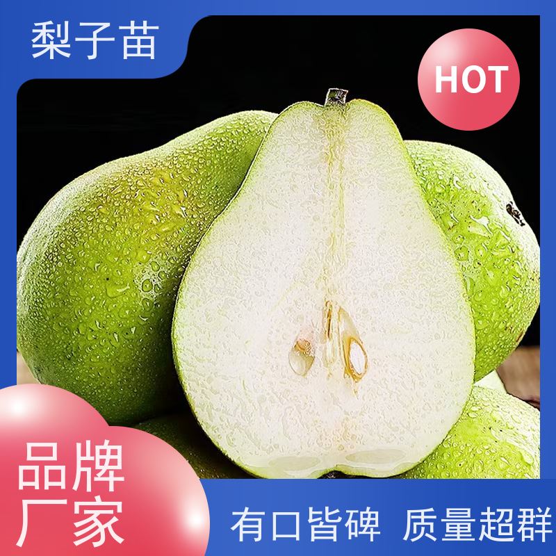 春丰苗木8公分梨苗观赏树苗品种多样基地供应