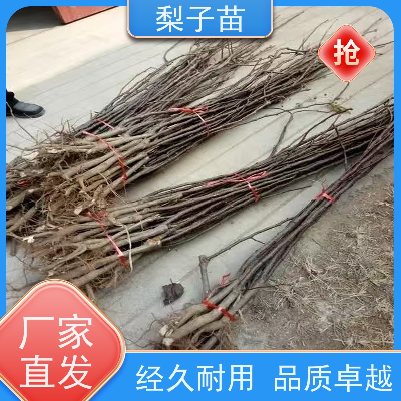 春丰苗木2公分梨苗树提供种植技术经验价格实惠
