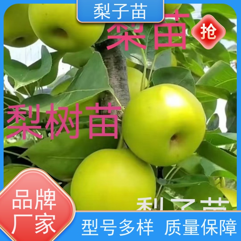 春丰苗木梨苗袋装苗子品种优良植株健壮2公分