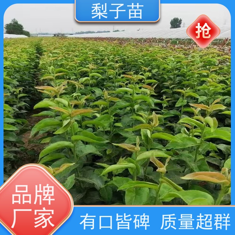 春丰苗木优质供应提供种植技术经验梨苗嫁接树苗8公分