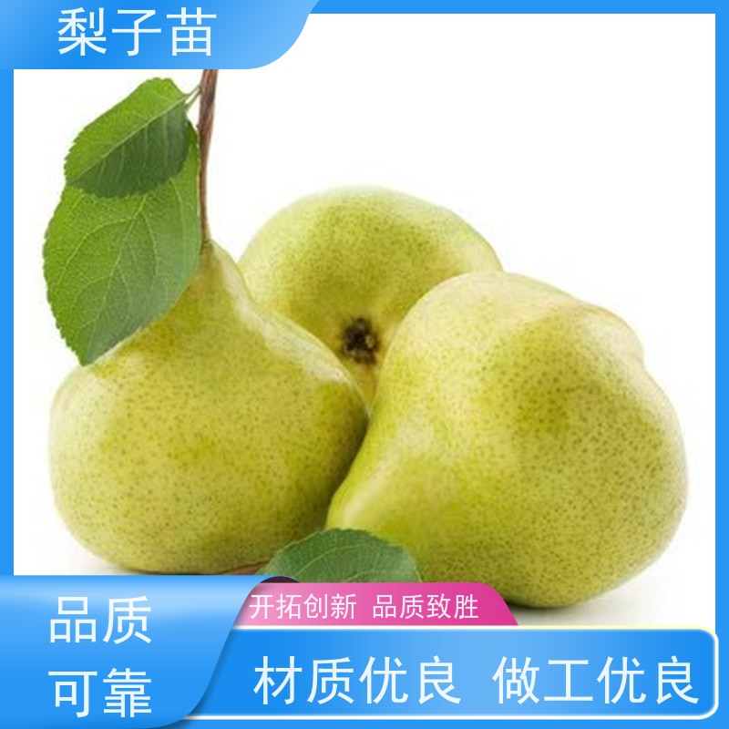 春丰苗木提供种植技术经验价格实惠5公分梨苗盆景